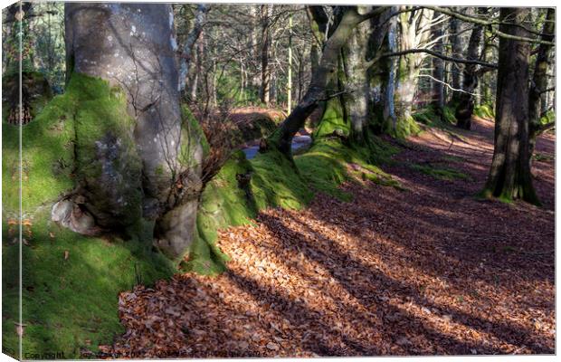 Woodland beech trees and a mossy bank Canvas Print by Joy Walker