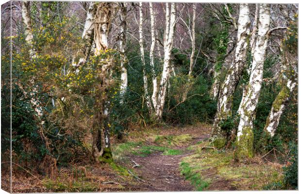 Silver Birch trees lining the pathway Canvas Print by Joy Walker