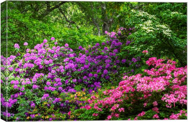 Rhododendron and Azalea shrubs Canvas Print by Joy Walker