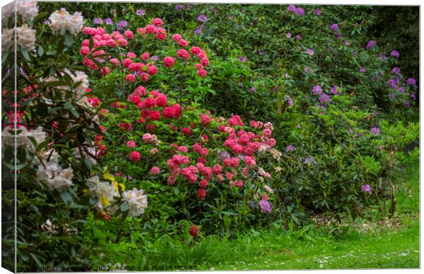 Rhododendron shrubs in full flower Canvas Print by Joy Walker