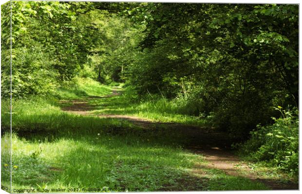 Woodland path Canvas Print by Joy Walker