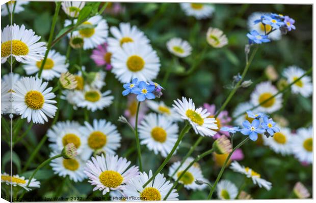 Daisies and forget-me-nots Canvas Print by Joy Walker