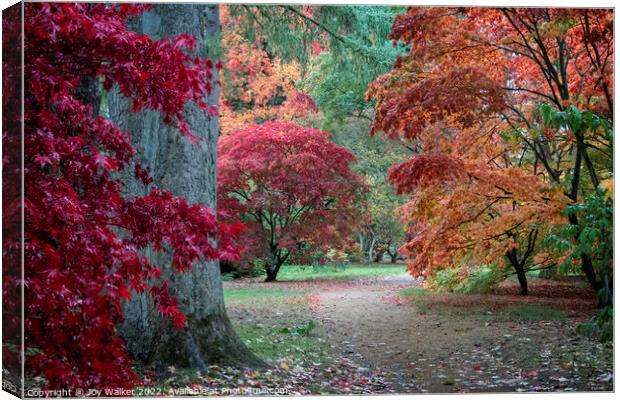 Acer trees in their Autumn colors  Canvas Print by Joy Walker
