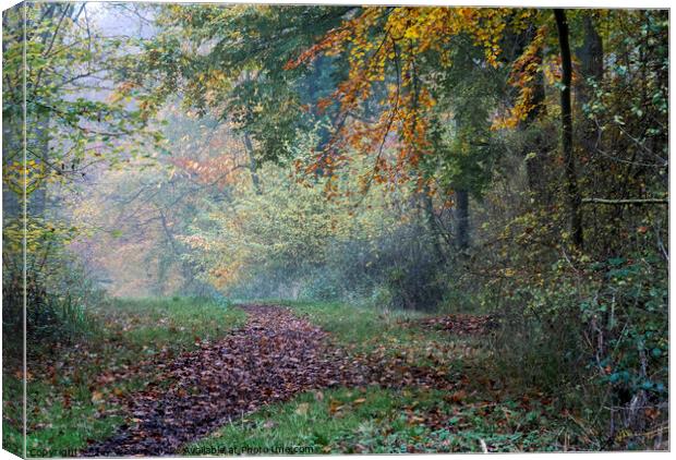 Woodland path Canvas Print by Joy Walker