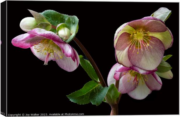 Flowering Hellebore with pink edges to the petals Canvas Print by Joy Walker