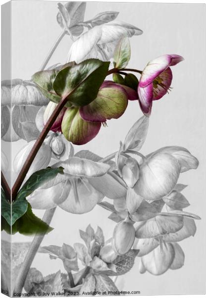 Hellebore Blooms Canvas Print by Joy Walker