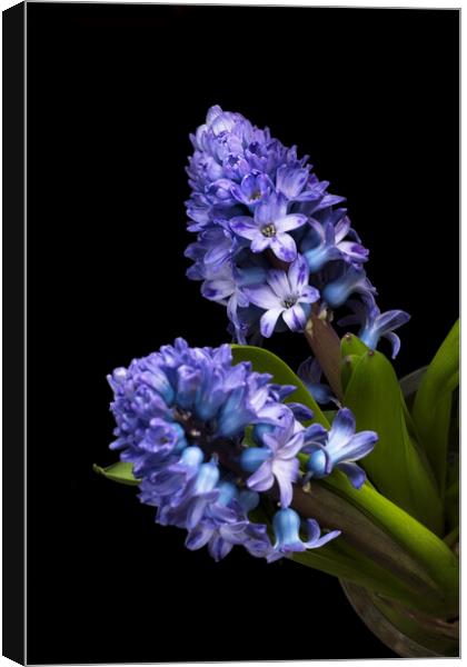 Two Blue Hyacinth flowers Canvas Print by Joy Walker