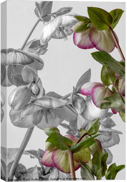 Plant flower Canvas Print by Joy Walker