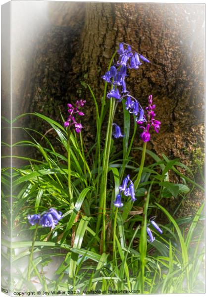 Bluebells and orchids Canvas Print by Joy Walker