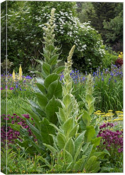 A flower border with tall verbascum Canvas Print by Joy Walker