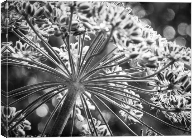 Cow parsley flower head with seeds Canvas Print by Joy Walker