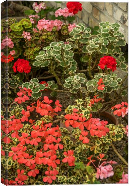 Flowering geraniums in greenhouse setting Canvas Print by Joy Walker