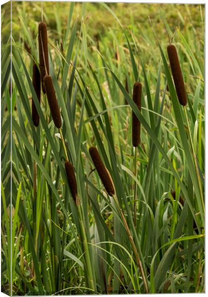 Brown bulrush flower spikes growing in a disused canal Canvas Print by Joy Walker