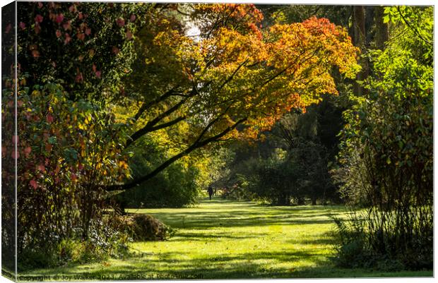 A woodland scene in the autumn sunshine Canvas Print by Joy Walker