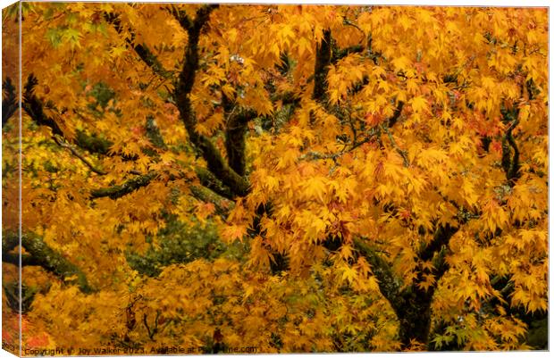 Yellow acer tree in its autumn colors Canvas Print by Joy Walker