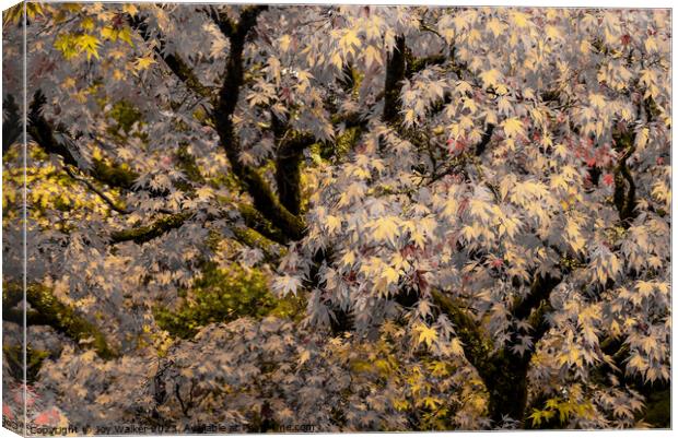 An acer tree with an artistic color rendering Canvas Print by Joy Walker