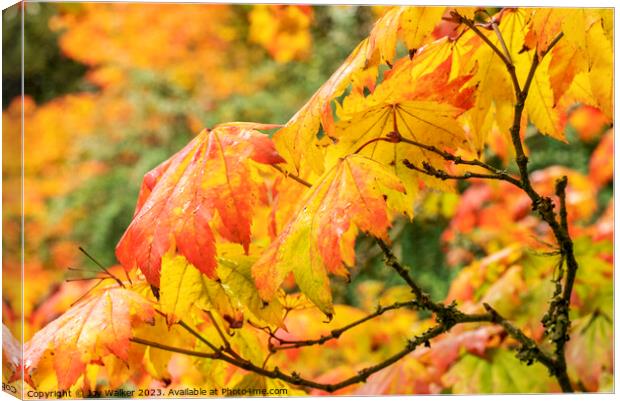 Maple leaves as they change color in the fall sunshine Canvas Print by Joy Walker