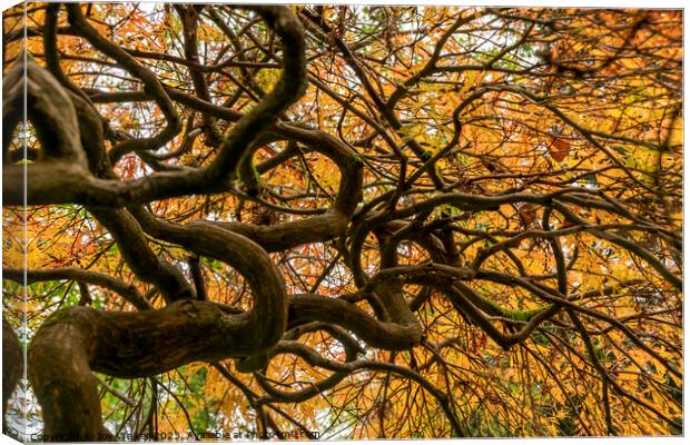 An acer tree,looking up into the canopy  Canvas Print by Joy Walker