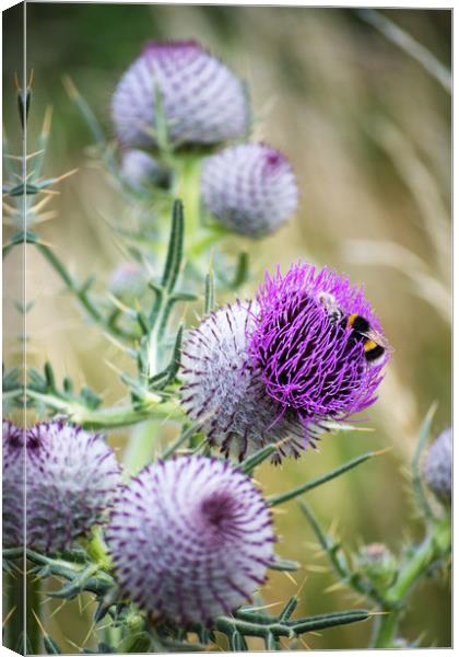 Two Bees on a large Thistle flower head Canvas Print by Joy Walker
