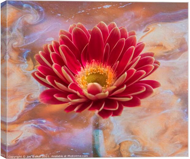  A single pink Gerbera flower Canvas Print by Joy Walker