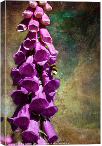 A single foxglove flower with a bee Canvas Print by Joy Walker