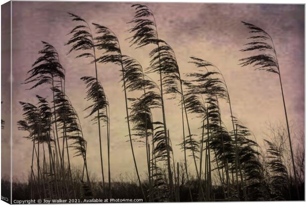 Tall reed grasses on a river bank near Oxford, blowing in the wind Canvas Print by Joy Walker