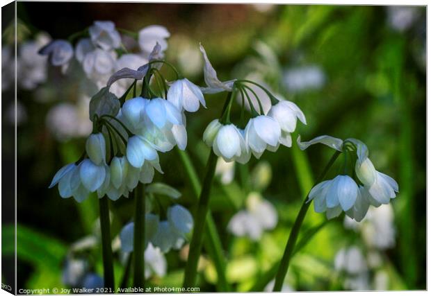 White bell shaped blooms, Canvas Print by Joy Walker