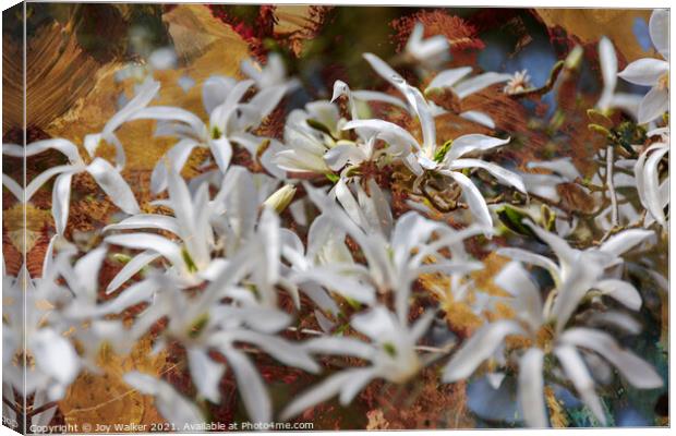 A group of white Magnolia blooms Canvas Print by Joy Walker