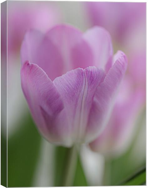 Tulip in Pastels. Canvas Print by Ros Crosland