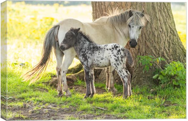 A pony and foal in Yorkshire countryside.  Canvas Print by Ros Crosland