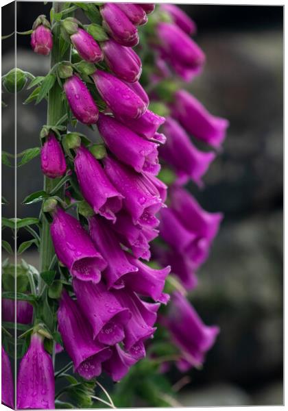 Foxgloves after rain.  Canvas Print by Ros Crosland