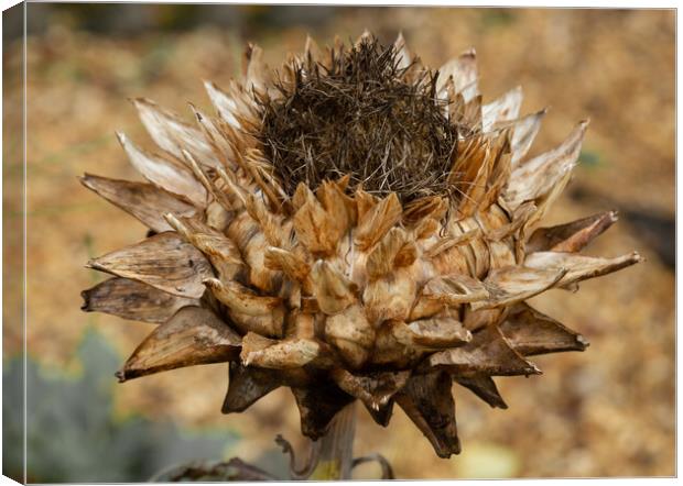 A Globe Artichoke Flower.  Canvas Print by Ros Crosland