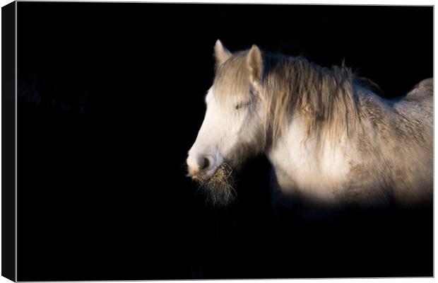 A horse eating hay, lit beautifully in winter sun. Canvas Print by Ros Crosland
