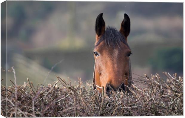 Looking over the hedge Canvas Print by Ros Crosland