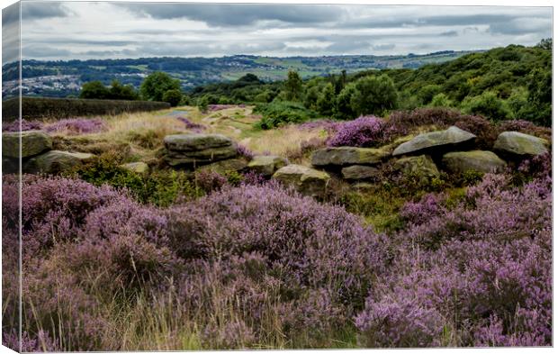Yorkshire heather and drystone walling Canvas Print by Ros Crosland