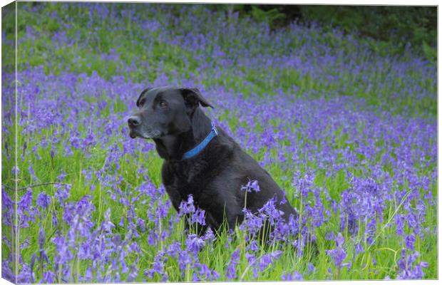 A black labrador surrounded by bluebells. Canvas Print by Ros Crosland