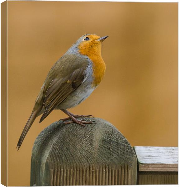 Looking up Canvas Print by Ros Crosland