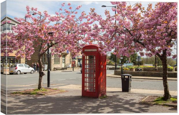 Spring Cherry Blossom around a Phone Box.  Canvas Print by Ros Crosland