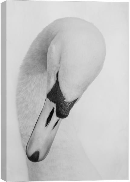 Swan Head Canvas Print by Ros Crosland