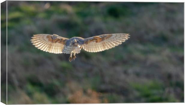 A female barn owl hovering.  Canvas Print by Ros Crosland