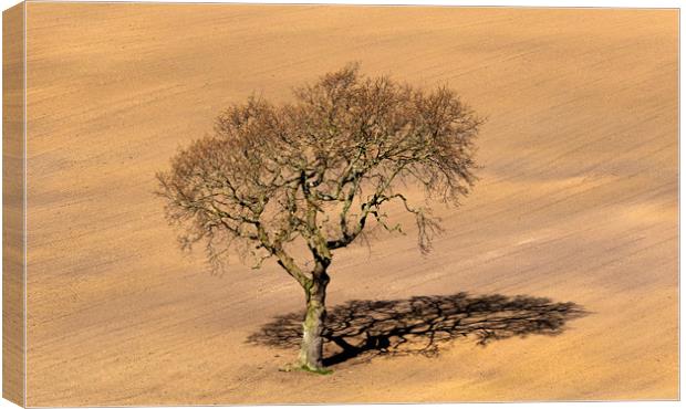 Tree Shadow Canvas Print by Ros Crosland