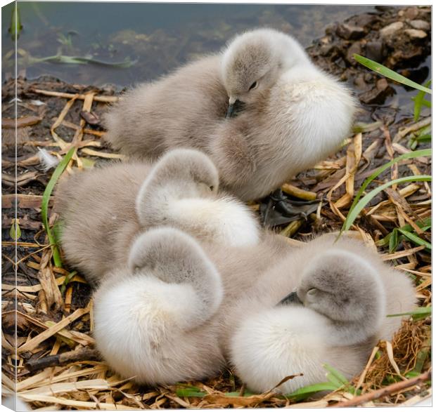 A Bundle of Cygnets Canvas Print by Ros Crosland