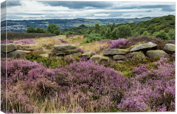 Heather on Shipley Glen in Yorkshire. Canvas Print by Ros Crosland