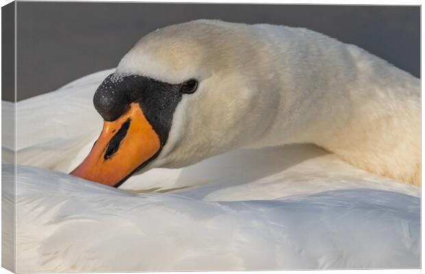 Mute swan close-up. Canvas Print by Ros Crosland