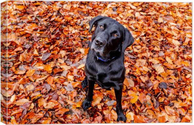 A dog sitting in autumn leaves.  Canvas Print by Ros Crosland