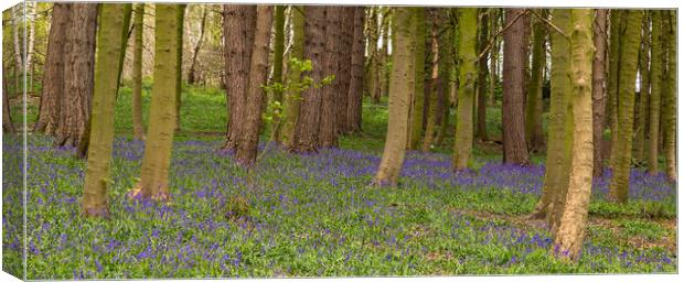 English Bluebell Woods Canvas Print by Ros Crosland