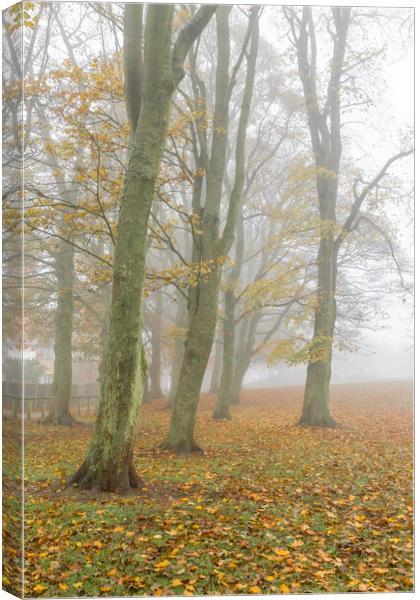 Autumn trees in the mist.  Canvas Print by Ros Crosland