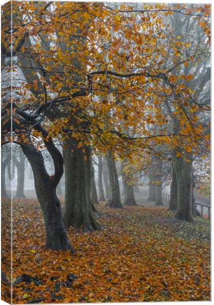 Autumn trees in the mist.  Canvas Print by Ros Crosland