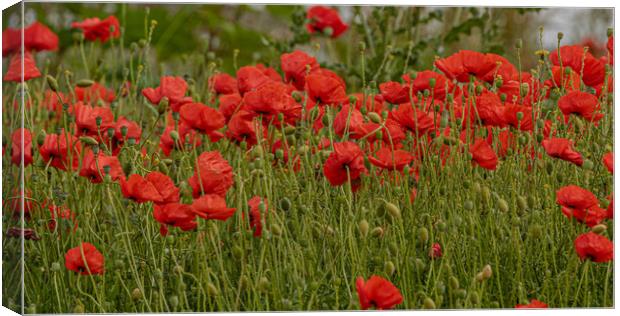 Poppies Canvas Print by Ros Crosland