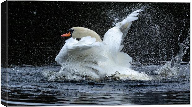 A mute swan taking a bath.  Canvas Print by Ros Crosland